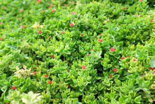 翠绿植物间点缀点点红