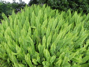 翠绿茂盛的绿色植物景观