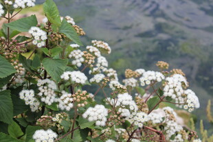山间绽放的白色小花