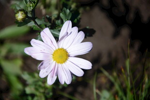 白色雏菊绽放于草丛间