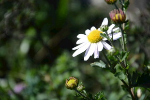 白色雏菊绽放于绿意间