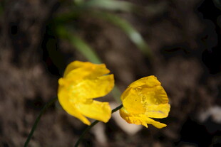 两朵黄色小花绽放