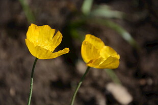 两朵黄色娇艳虞美人花