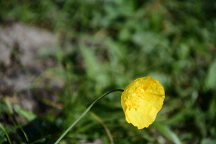 黄色小花绽放于绿野