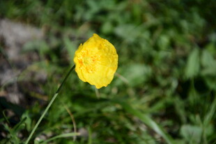 黄色小花绽放于绿草间