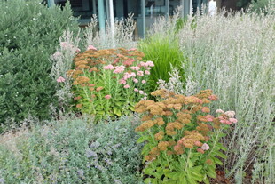 花园中的多彩植物景观