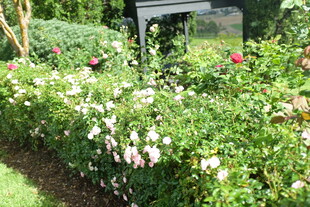 繁花簇拥的户外景致