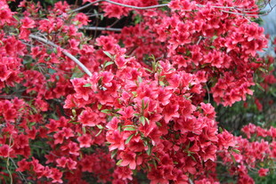 盛开的艳丽红色花卉