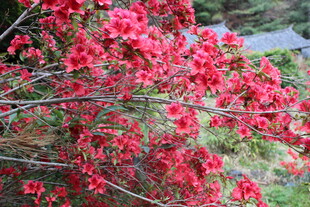 艳丽红花朵满枝头