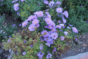 紫色小花绽放于绿植间