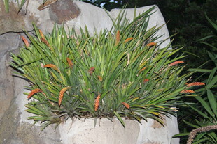 盆栽绿植 生机盎然的景致