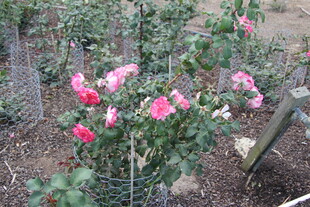 花园中绽放的娇艳粉色花朵