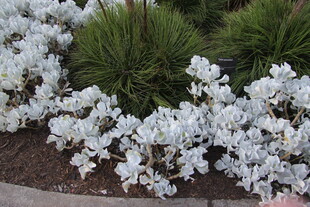 白色花卉与绿植景观