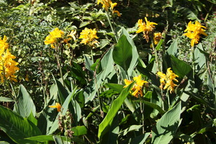 金黄美人蕉绽放绿意间