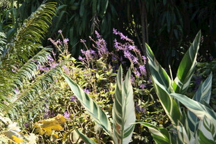 多彩花卉绿植景观