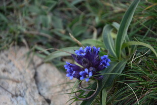 蓝花绽放于草地间