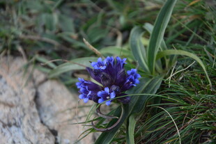 蓝色小花绽放于草丛间