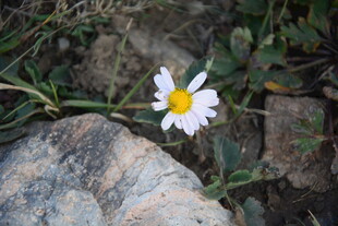 石旁绽放的白色小雏菊