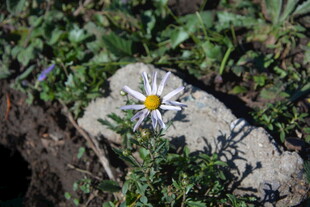 石旁绽放的素雅小花