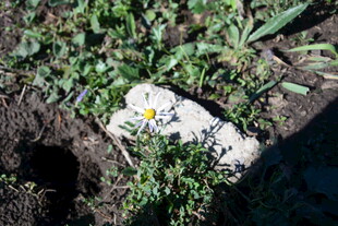 石缝中绽放的小花