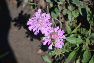 两朵美丽的紫色小花