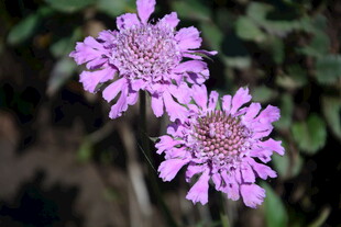 两朵紫色美丽花朵绽放