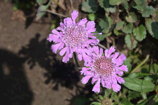 两朵娇艳的紫色花朵