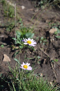 泥土中的两朵小白花