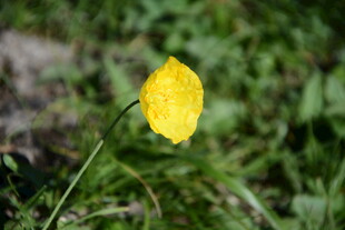 黄色小花绽放于草地