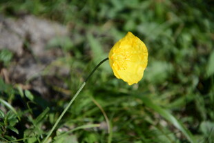 黄色小花绽放于草丛中