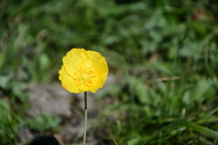黄色小花绽放于草丛中