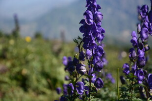 紫色野花绽放于山野间