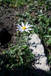 石缝中绽放的白色小花