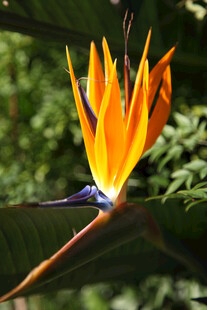 艳丽鹤望兰绽放