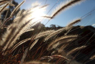 阳光下的狗尾巴草美景