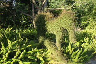 茂密绿植中的高大植物