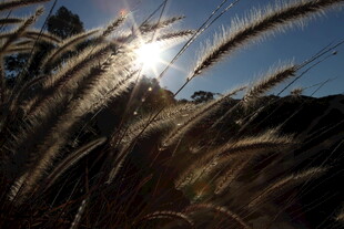阳光下的狗尾巴草美景