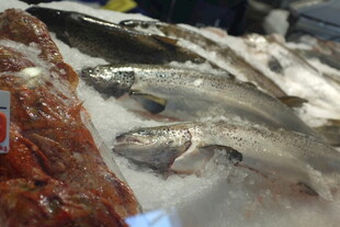 新鲜海鱼陈列展示