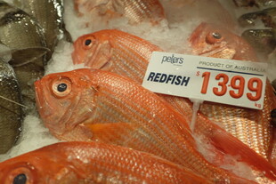 新鲜红鲷鱼售卖中