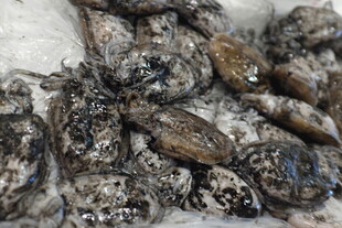 一堆黑褐色贝类海鲜