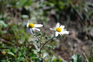 野外两朵清新小白花