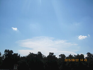 晴朗蓝天与树梢风景