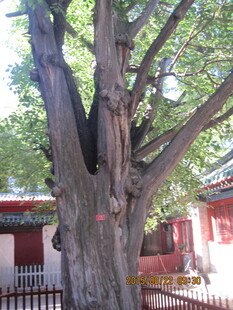 古树下的中式建筑景观