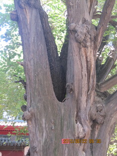 古老树洞的沧桑树干