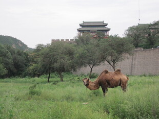 草原上的骆驼与古建筑