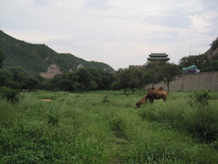 草原上的马匹悠然吃草