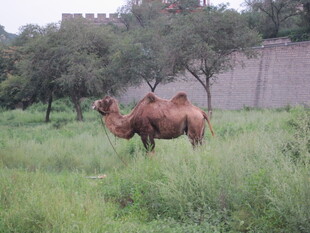 草原上的骆驼