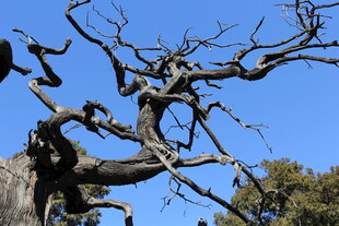 苍劲古树展独特姿态