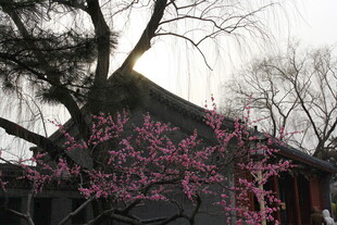 古建旁绽放的粉嫩花枝