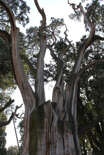 古老粗壮的参天大树